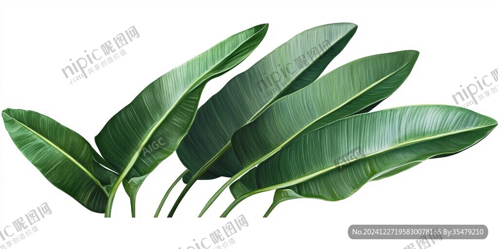 北欧风芭蕉叶