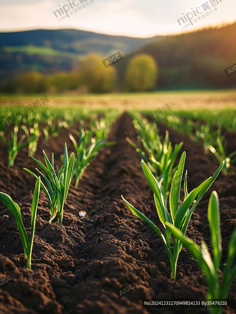 洋葱植株田园风光