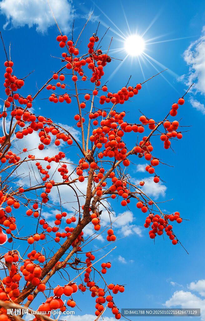 蓝天白云 柿子四层分层