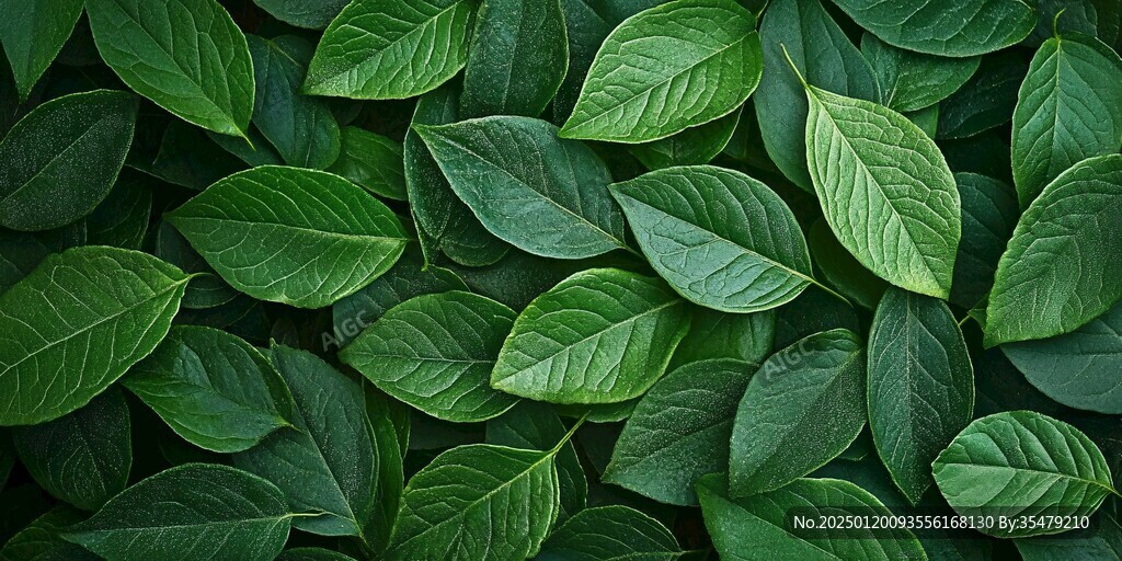 高清绿叶背景图片