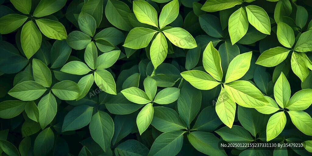 高清绿叶背景图片