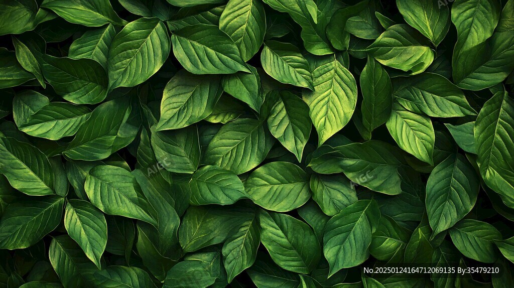 高清绿叶背景图片