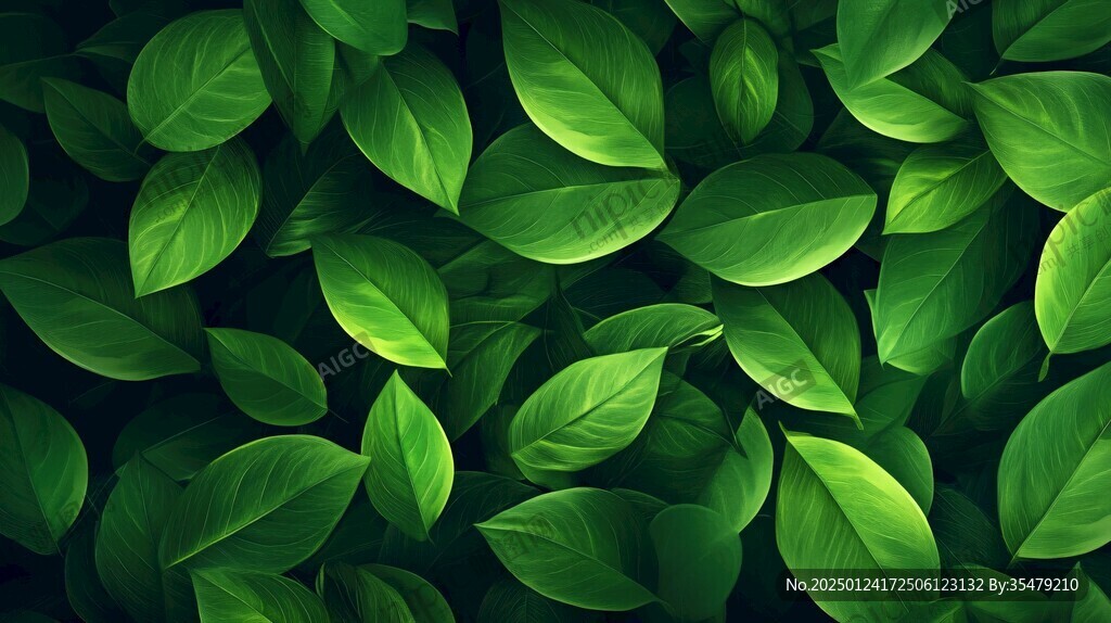 高清绿叶背景图片