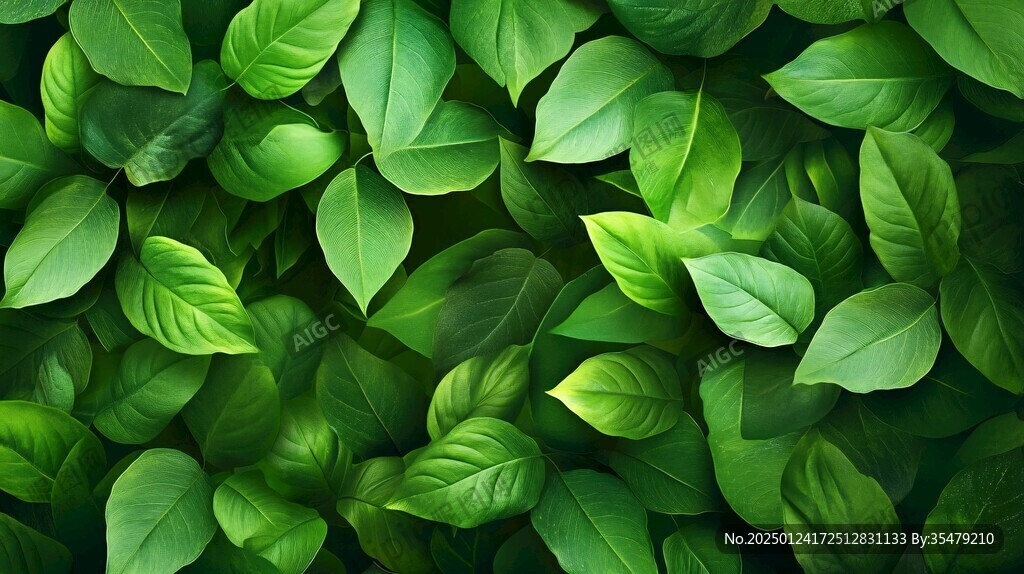 高清绿叶背景图片