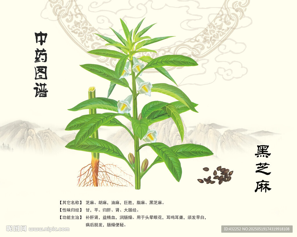 黑芝麻芝麻植株