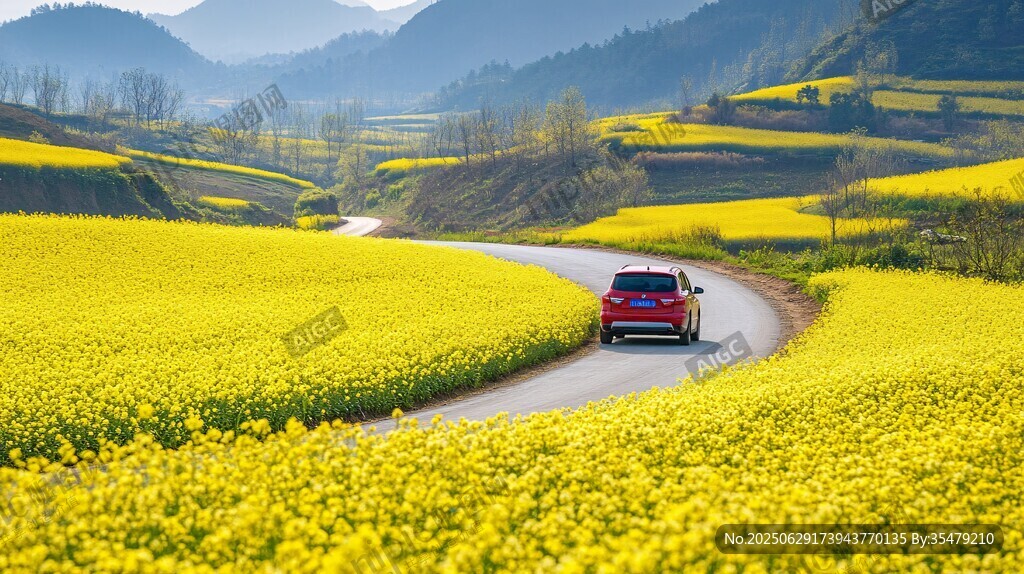 春日自驾行于油菜花海间