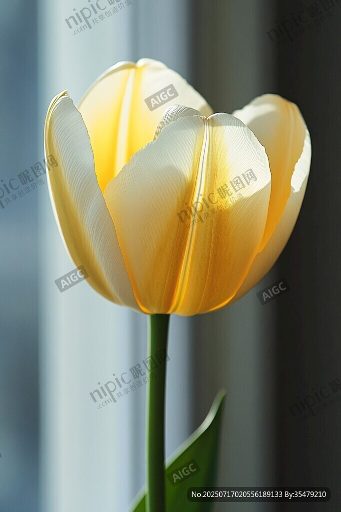 黄色郁金香特写