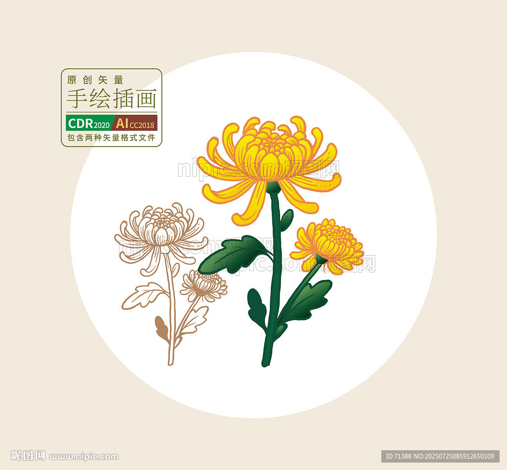 手绘矢量菊花图