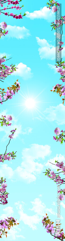仰视樱花 蓝天白云