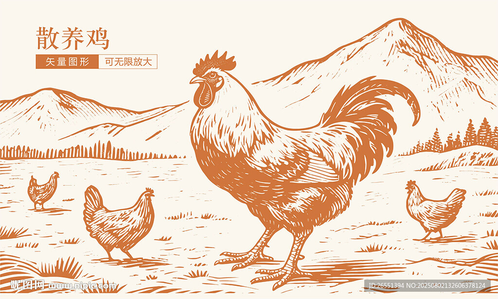 土鸡插画