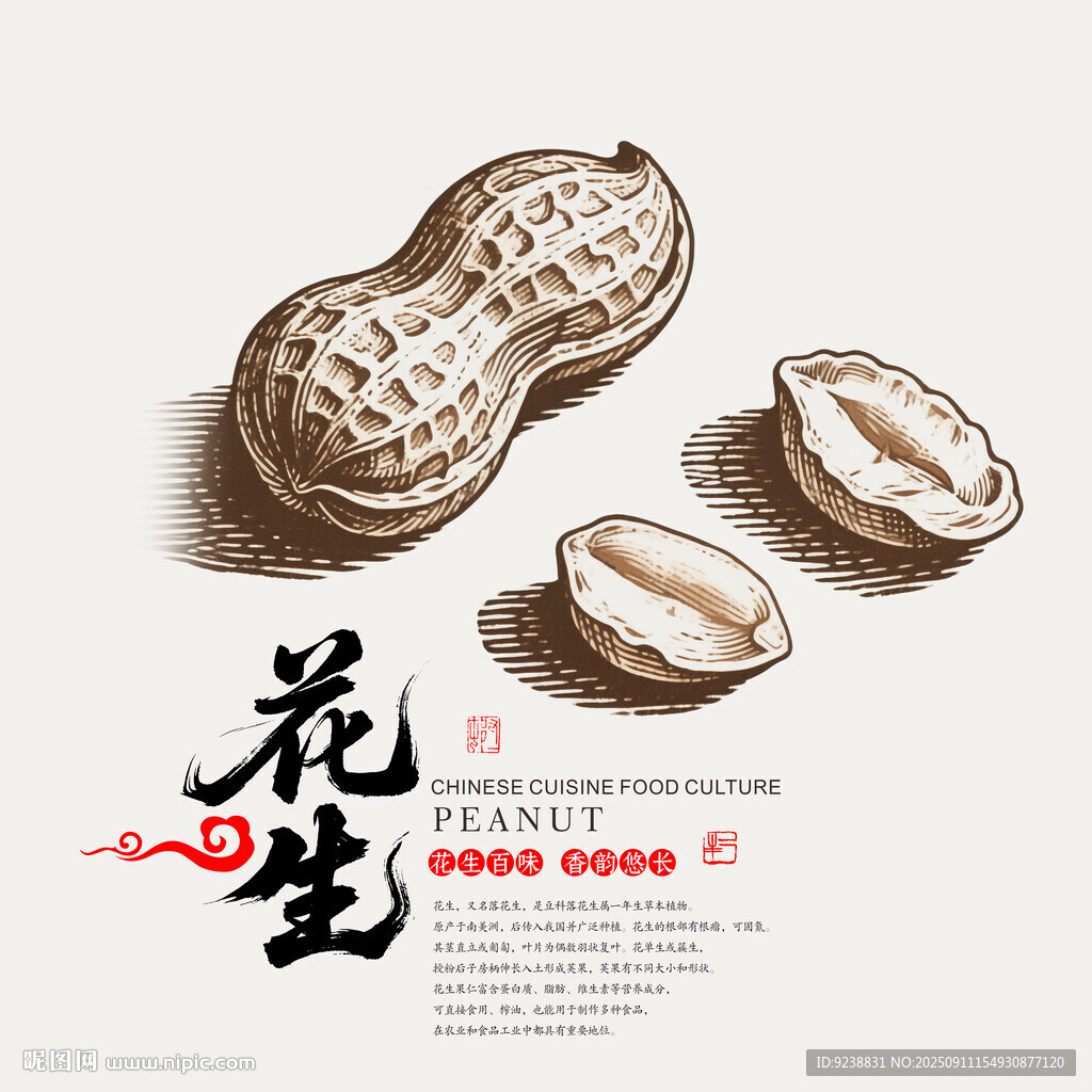 花生插画