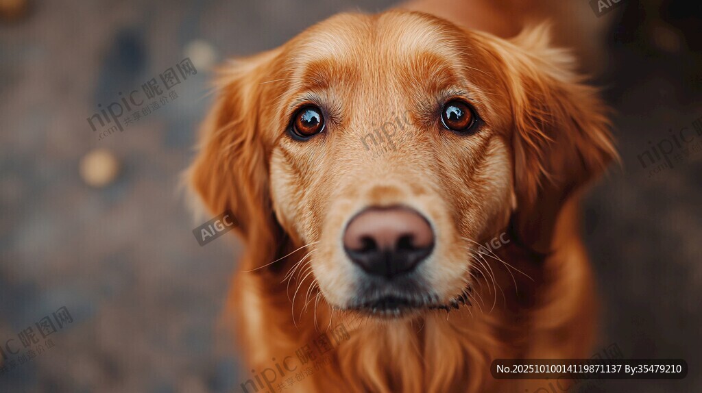 可爱金毛犬的深情凝视