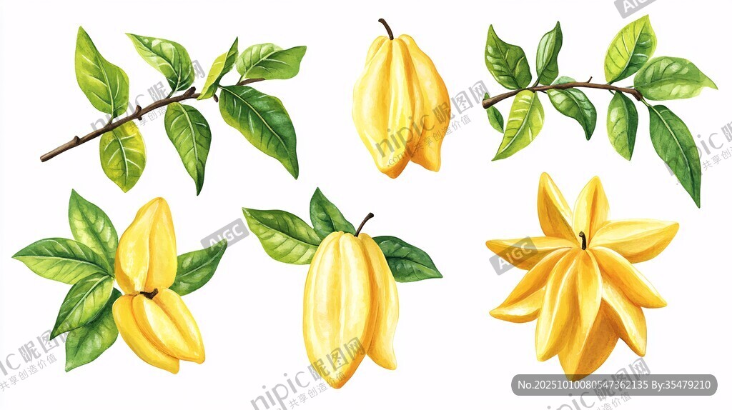 手绘杨桃及枝叶插画