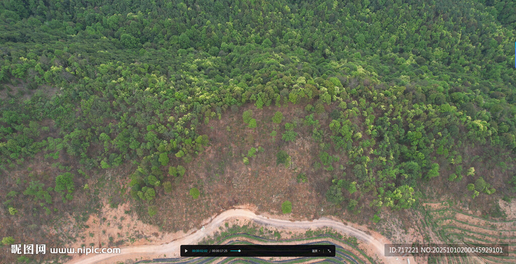 山坡下的隐秘森林