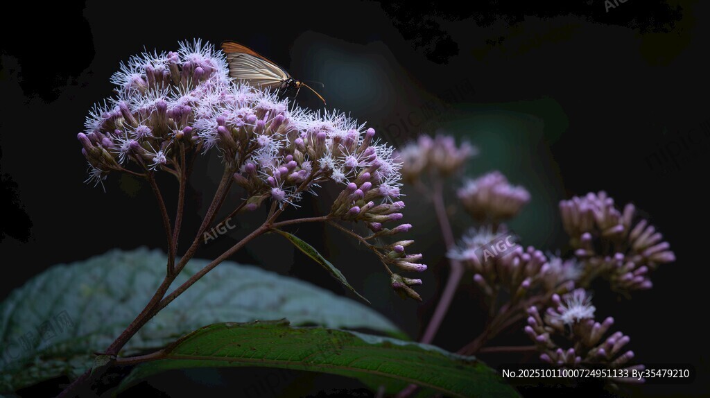 蝴蝶停驻紫色花卉之上