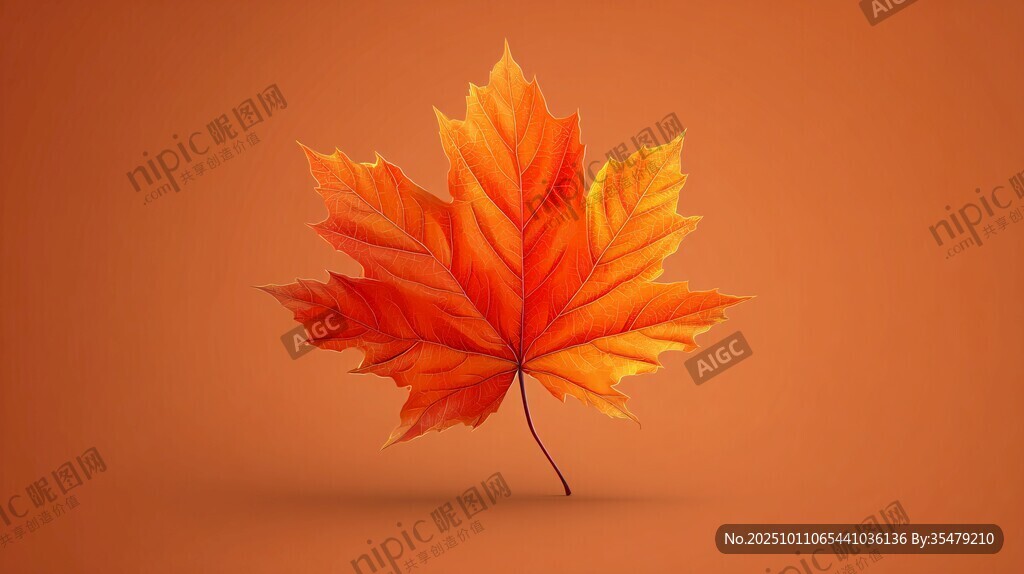 橙红枫叶独绽秋之韵