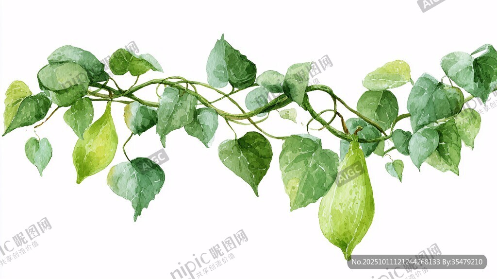 水彩绘藤蔓绿叶清新画面