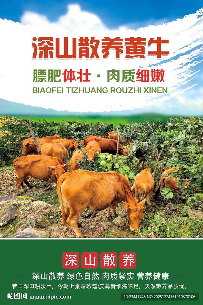深山散养黄牛