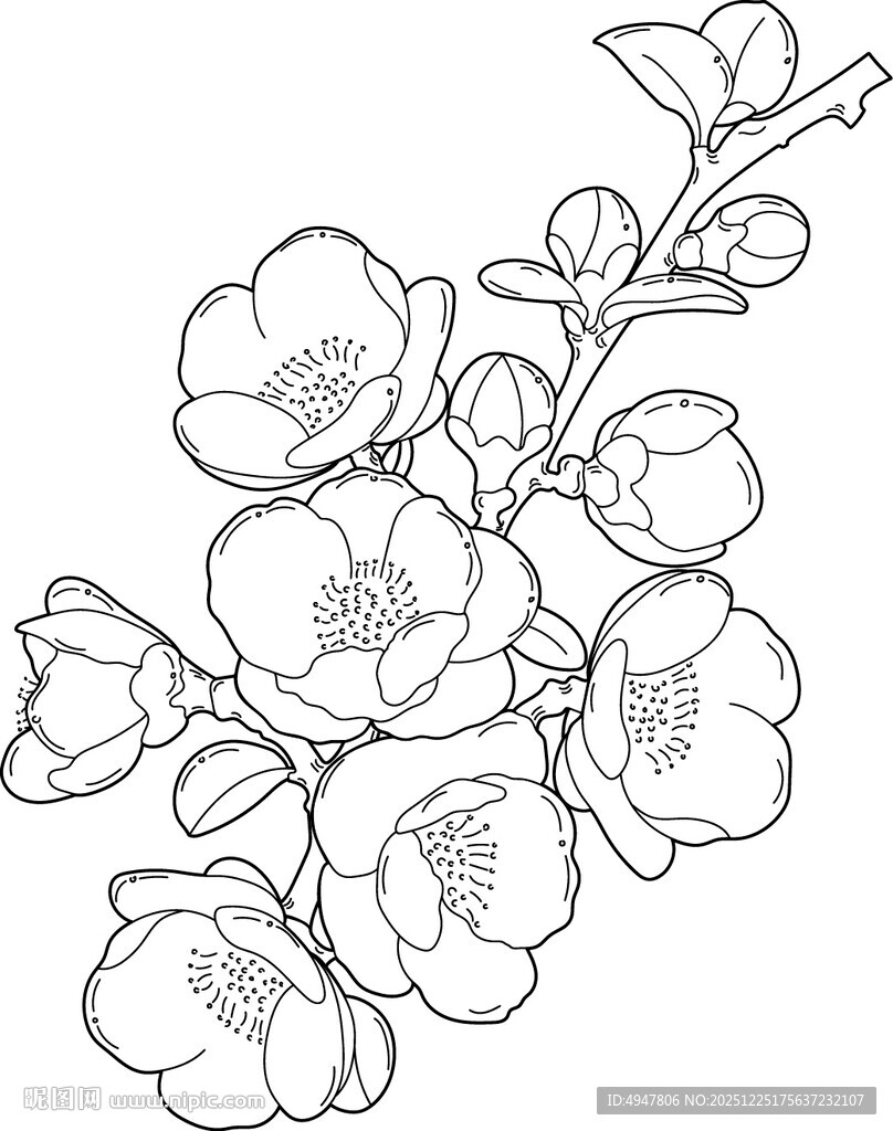 花卉线稿图 矢量图