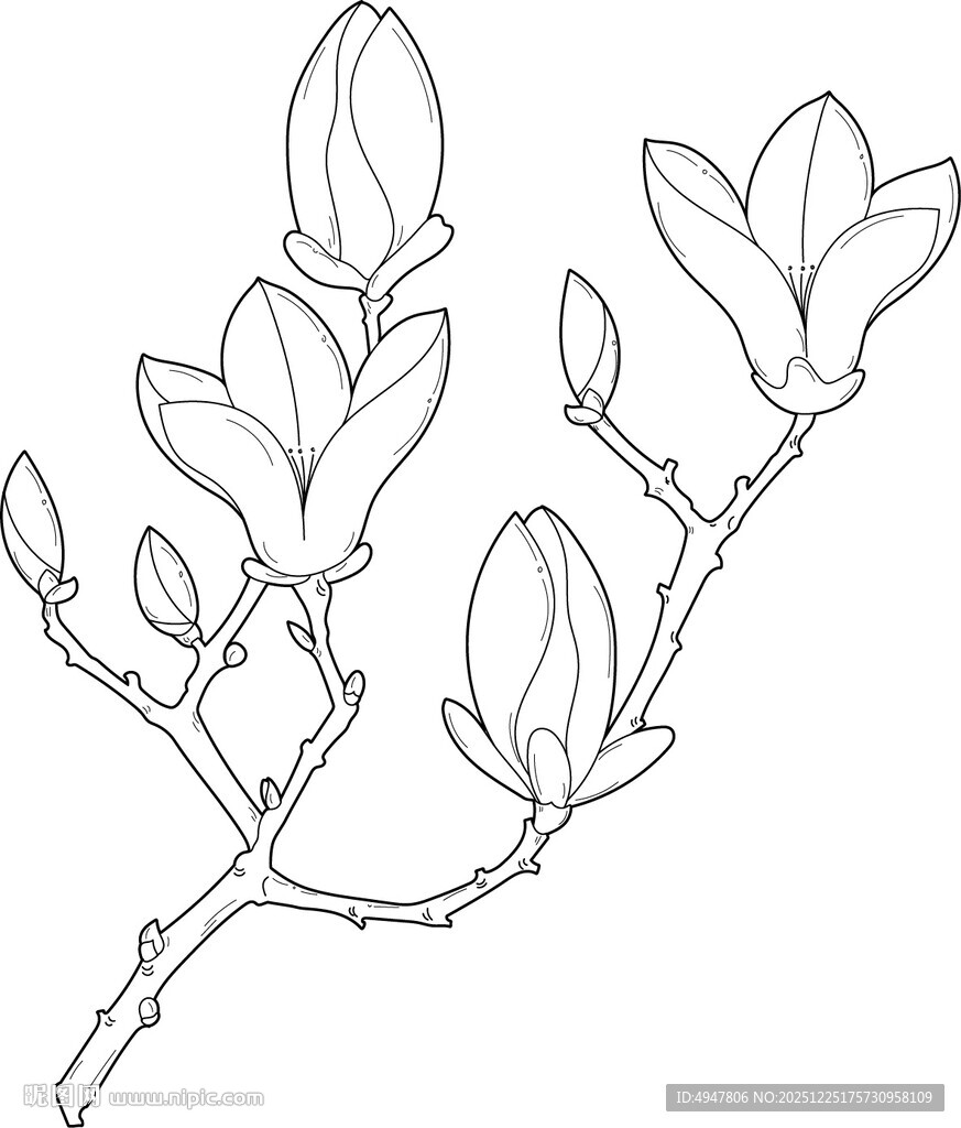 玉兰花枝线条图 矢量图