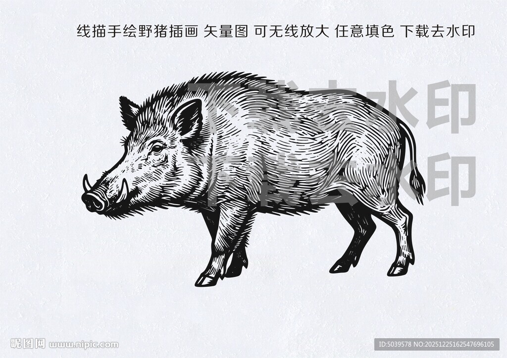 手绘线描矢量野猪