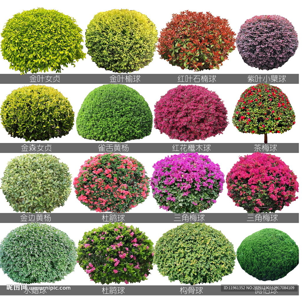 高清绿篱球类植物PSD分层