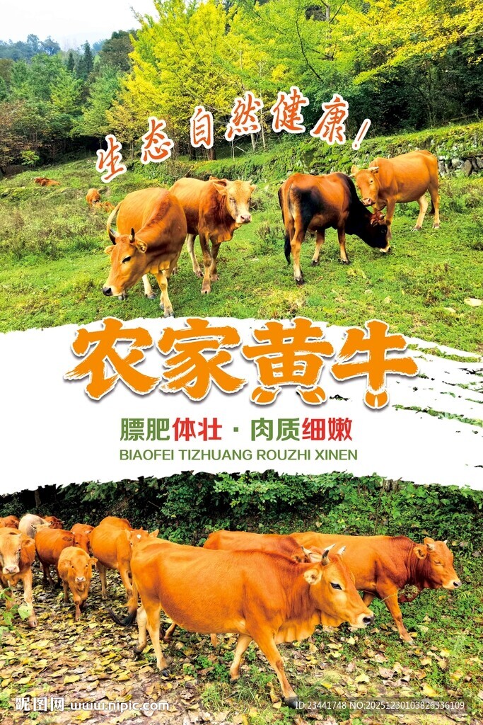 农家黄牛