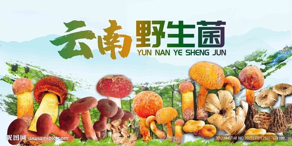 云南野生菌