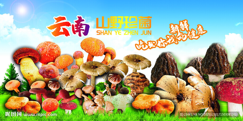 云南野生菌