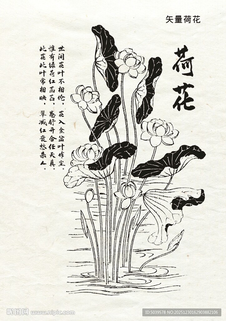 矢量线描手绘荷花