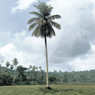 乡村椰子树