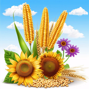 秋收的喜悦 丰收的希望