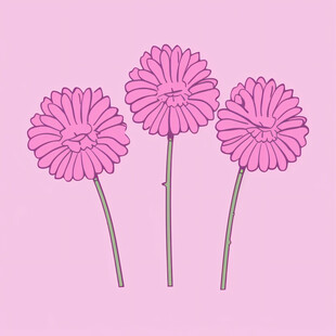 粉色非洲菊素材