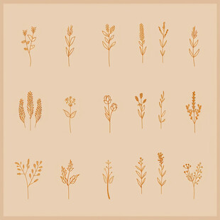 植物手绘五谷杂粮