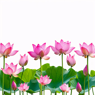 荷花荷叶荷塘花朵素材