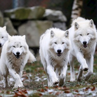 白狼狼团队合作