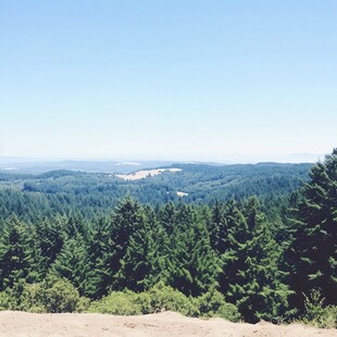 夏日里凉爽的山顶森林