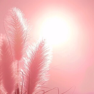 狗尾草暖色背景