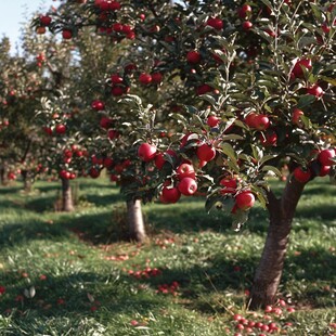 满树红苹果