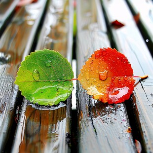 落叶雨水绿叶绿色红色