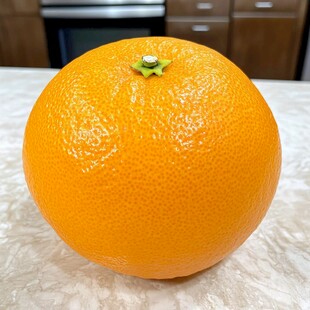 38号柑橘