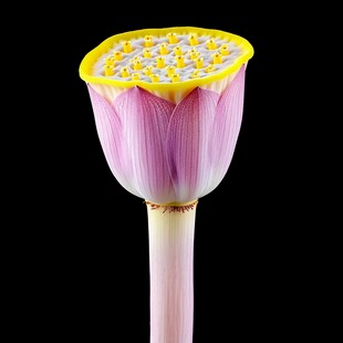 黑背景下的荷苞