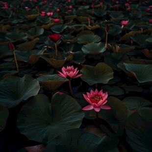 荷花池红色荷花