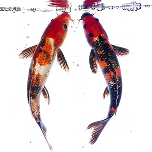 梅点红白锦鲤