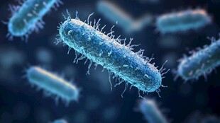 益生菌显微镜放大图