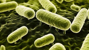 益生菌显微镜放大图