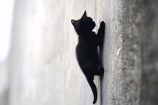 墙头上的小猫咪