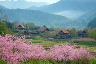 桃花丛中的小屋