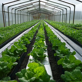 现代农业蔬菜种植