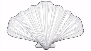 扇贝插画线稿